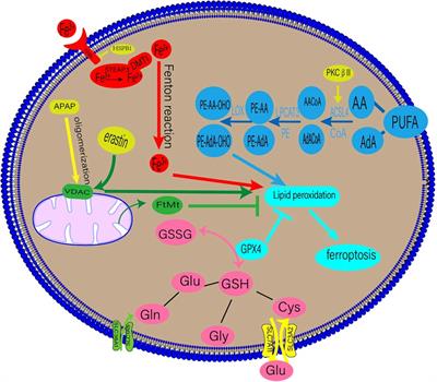 Ferroptosis: a new strategy for cardiovascular disease